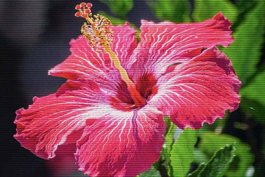 Global Origins: A Closer Look at Hibiscus Farms Across the World